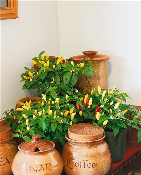 Capsicum annuum