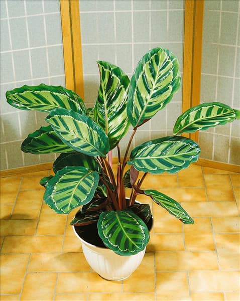 Calathea 'Flamestar'