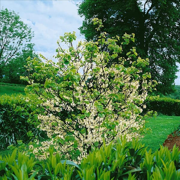 Cercis canadensis Alba