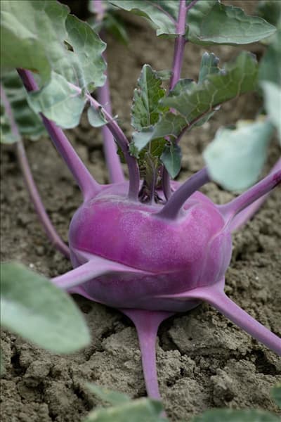 Brassica oleracea var. gongylodes Blaro