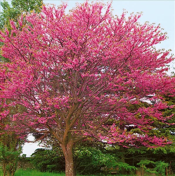 CERCIS SILIQUASTRUM