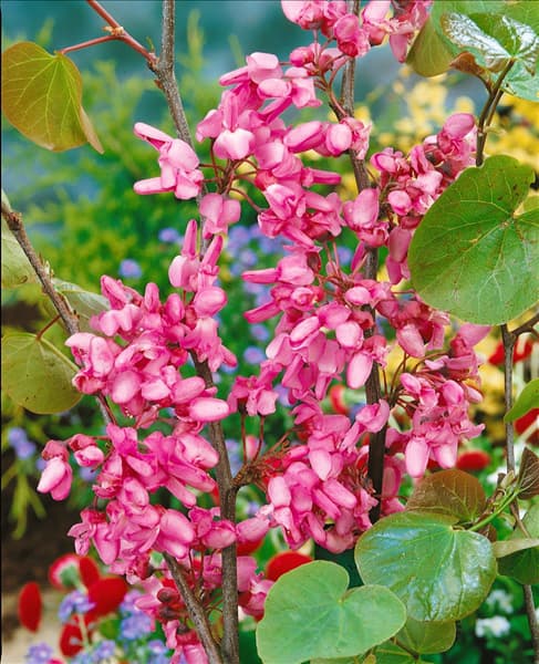 CERCIS SILIQUASTRUM