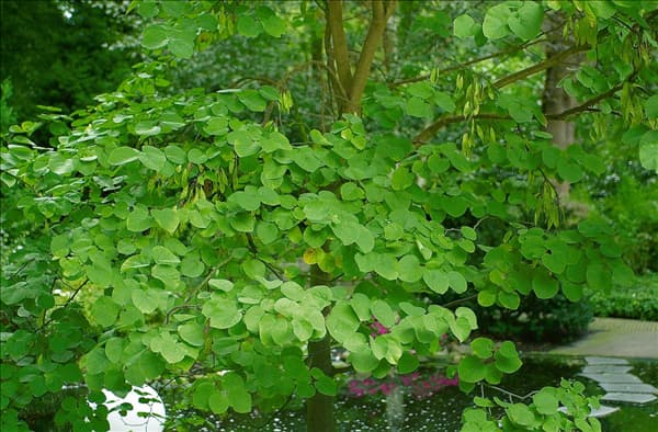 Cercis siliquastrum