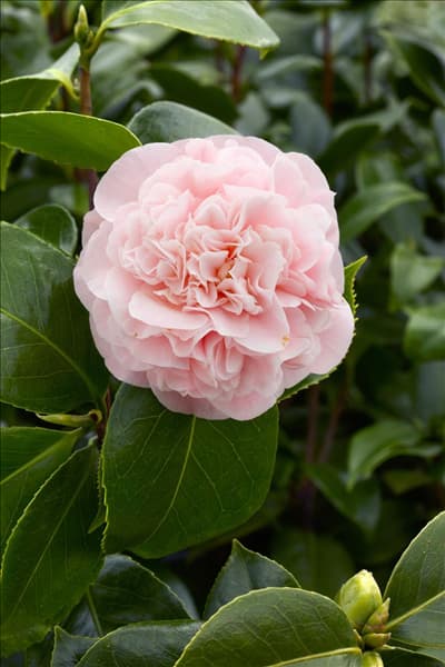 Camellia japonica Debutante