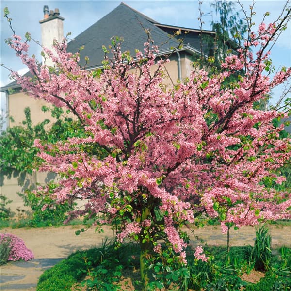 CERCIS SILIQUASTRUM