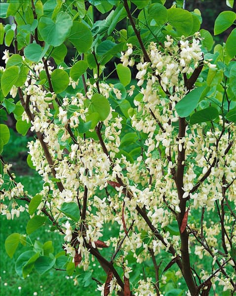Cercis siliquastrum Alba