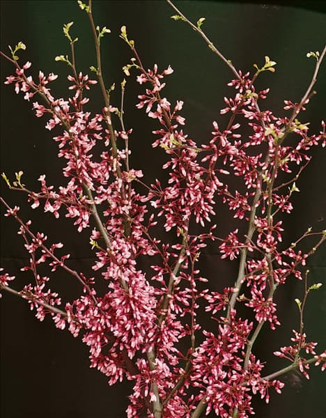 CERCIS SILIQUASTRUM