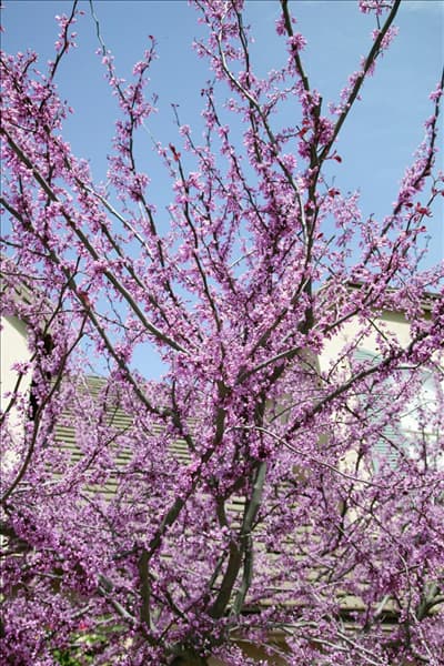 Cercis siliquastrum