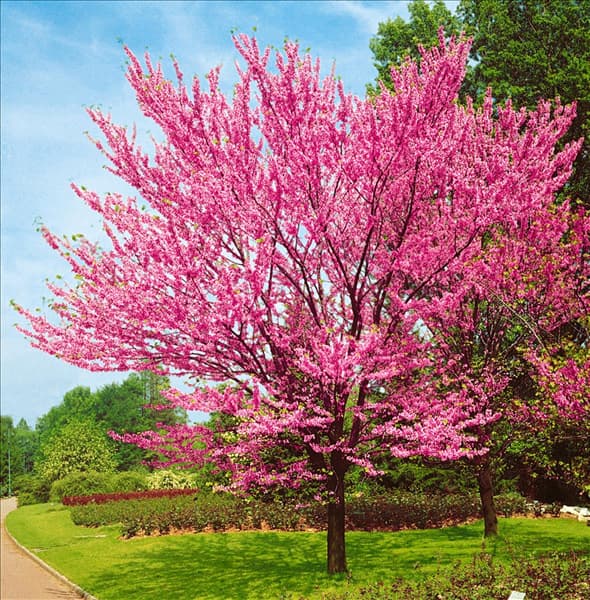 CERCIS SILIQUASTRUM