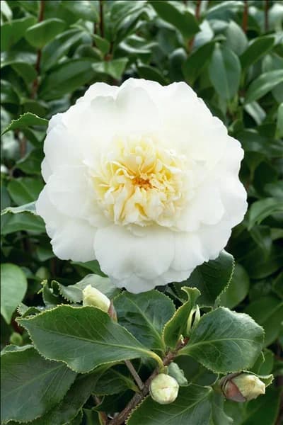 Camellia japonica Elegans Champagne