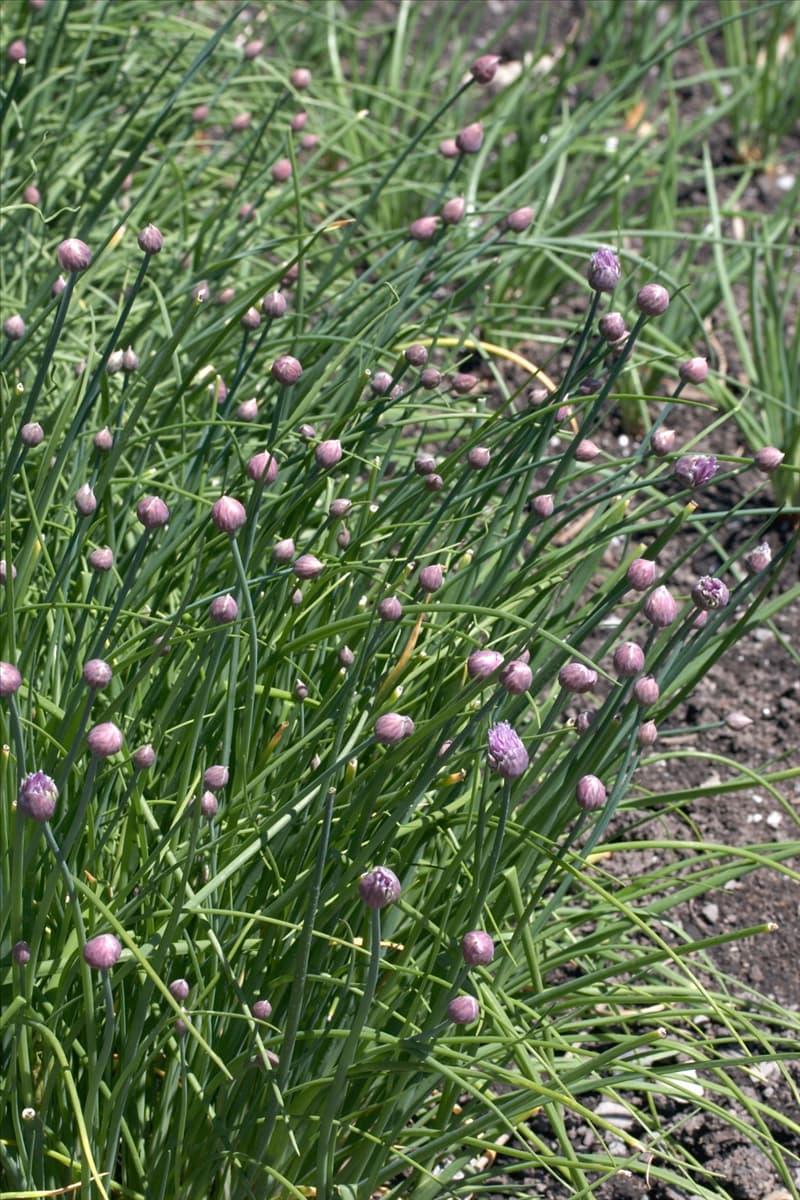 Allium schoenoprasum 'Miro' Schnittlauch 'Miro'