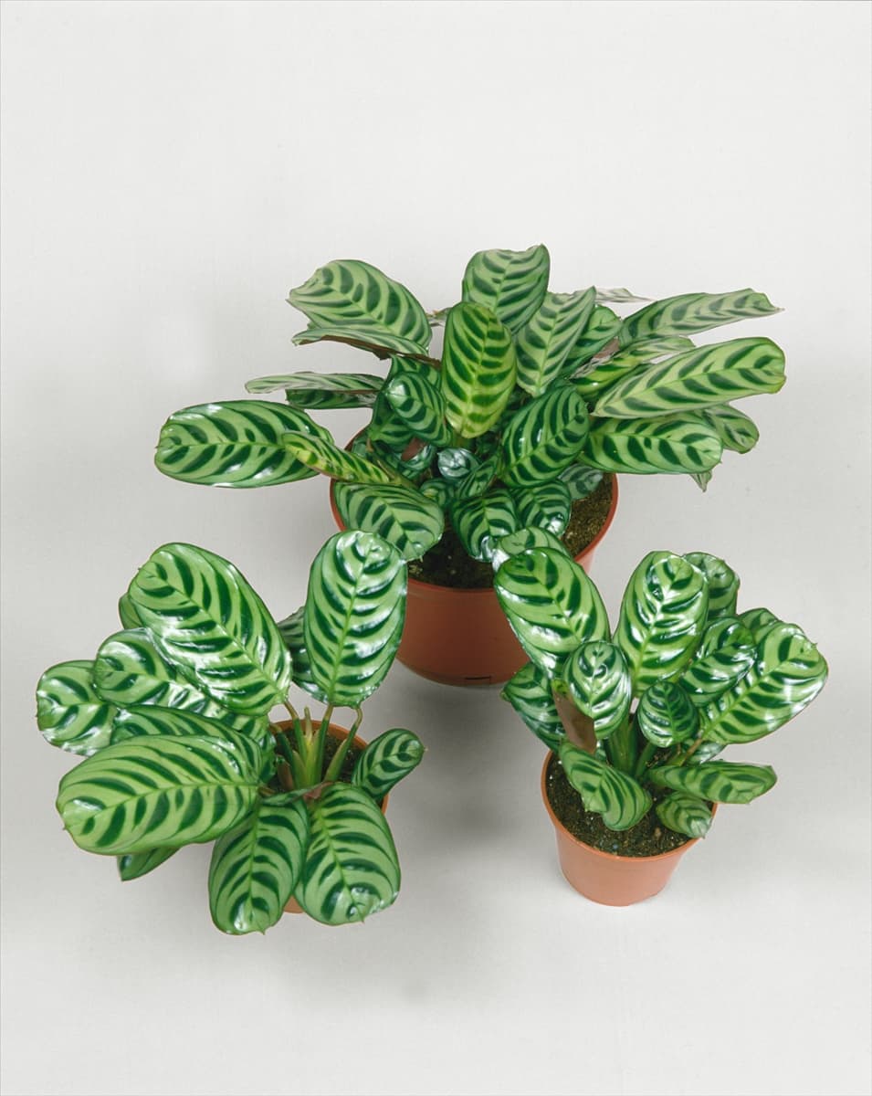CALATHEA PENDULA