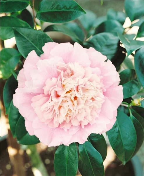 CAMELLIA ELEGANS SUPREME