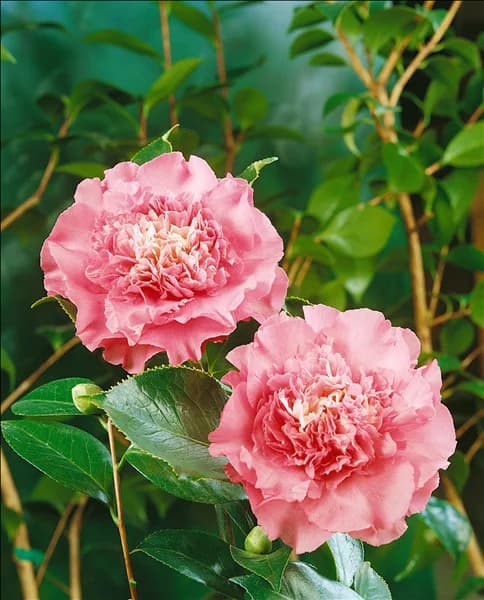 CAMELLIA ELEGANS SUPREME