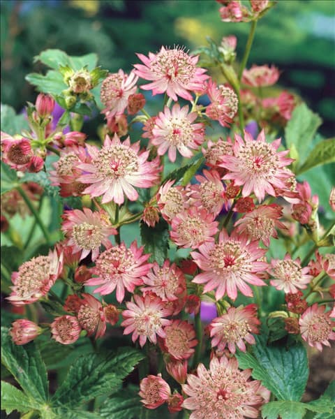 ASTRANTIA MAJOR