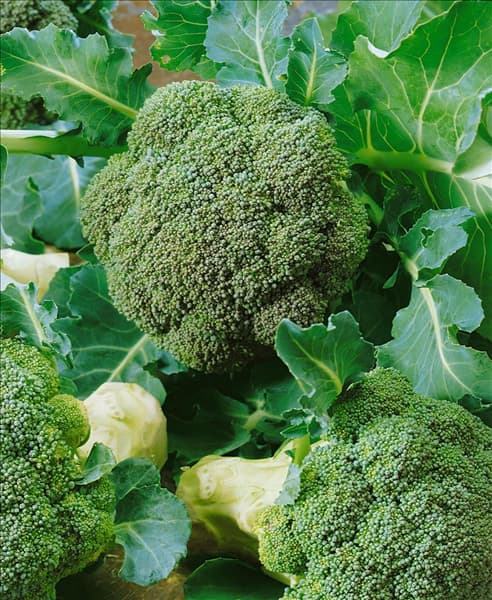 Brokkoli / Brassica oleracea var.italica Vailant