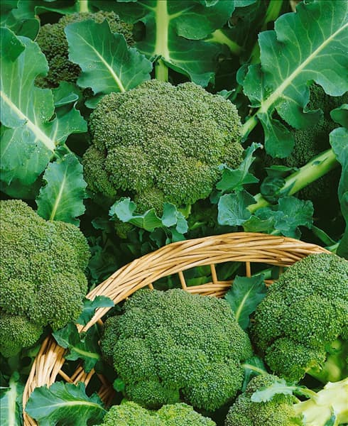Brokkoli / Brassica oleracea var.italica Monaco