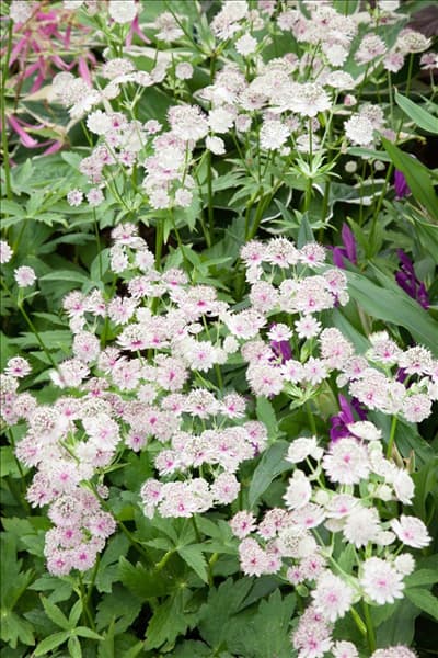 Astrantia major