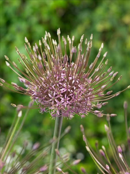 Allium schubertii