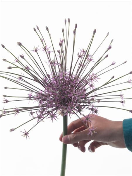 Allium schubertii