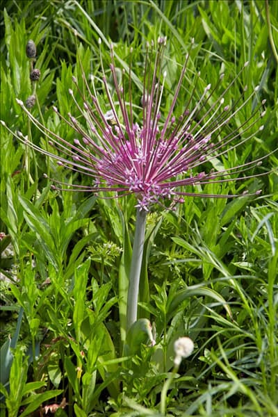 Allium schubertii
