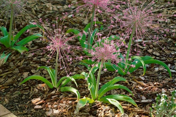Allium schubertii