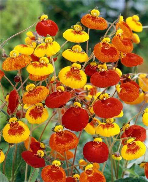 CALCEOLARIA Sunset mixed in pot