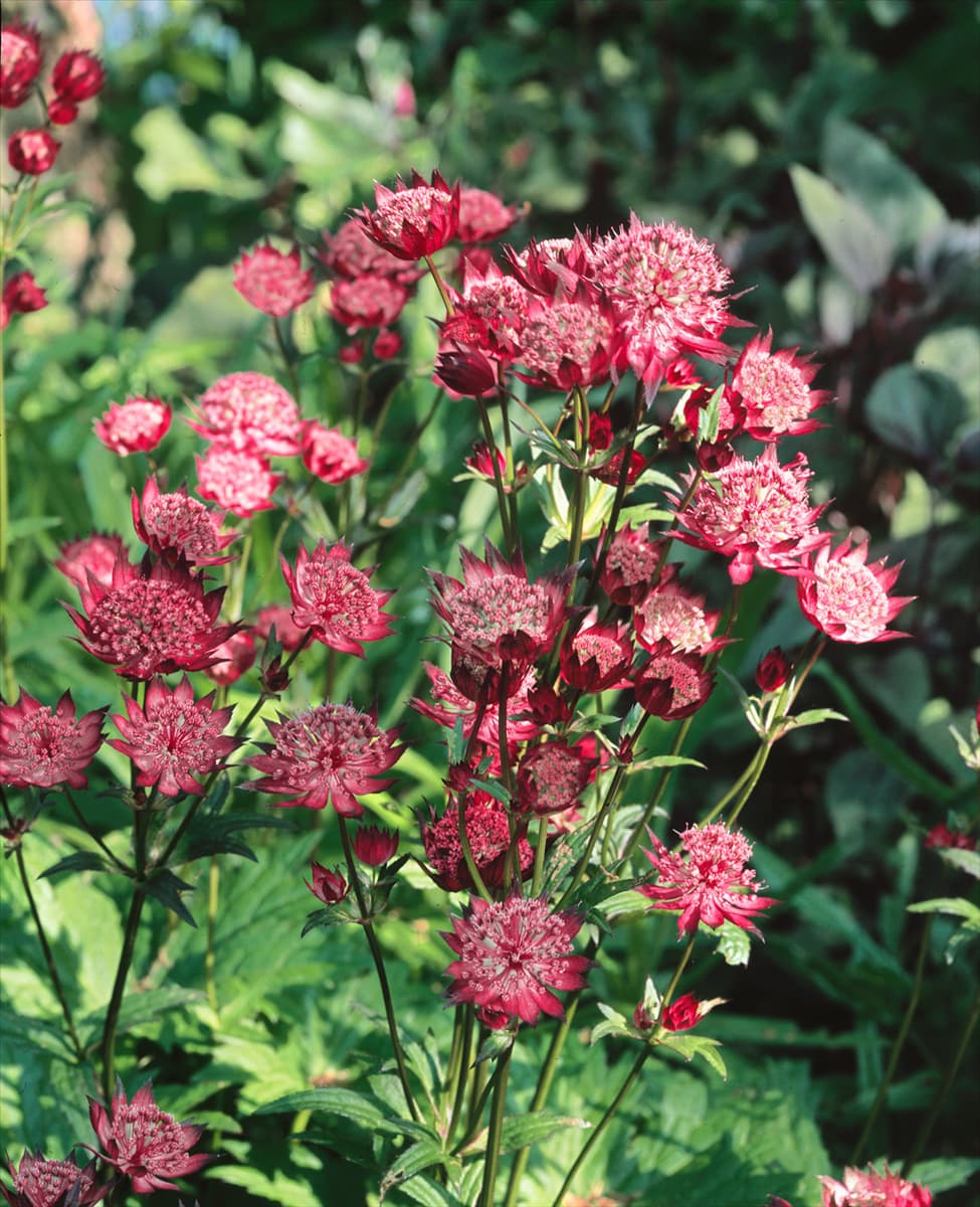 Astrantia major Hadspen Blood