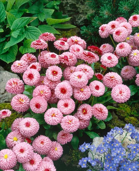 BELLIS PERENNIS ROSA CARPET