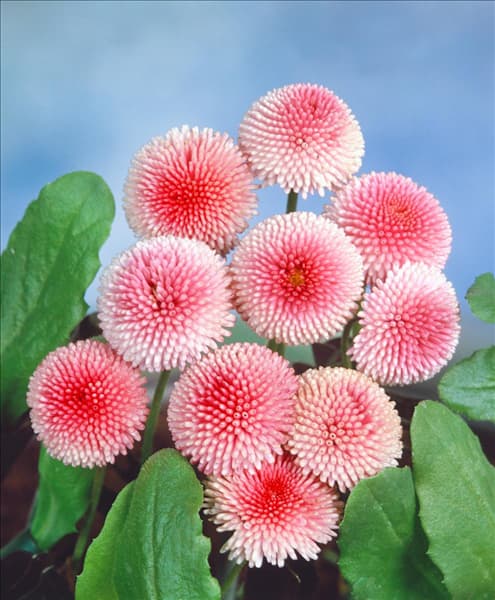 BELLIS PERENNIS POMPONETTE