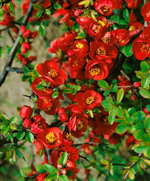Chaenomeles x superba Crimson and Gold