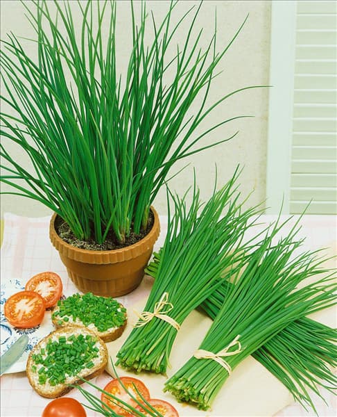 Allium schoenoprasum