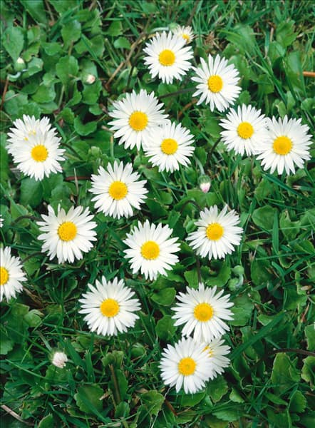 Bellis perennis