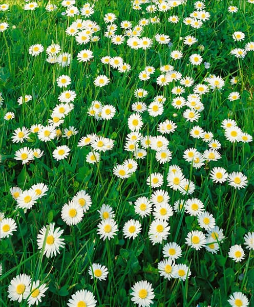 Bellis perennis