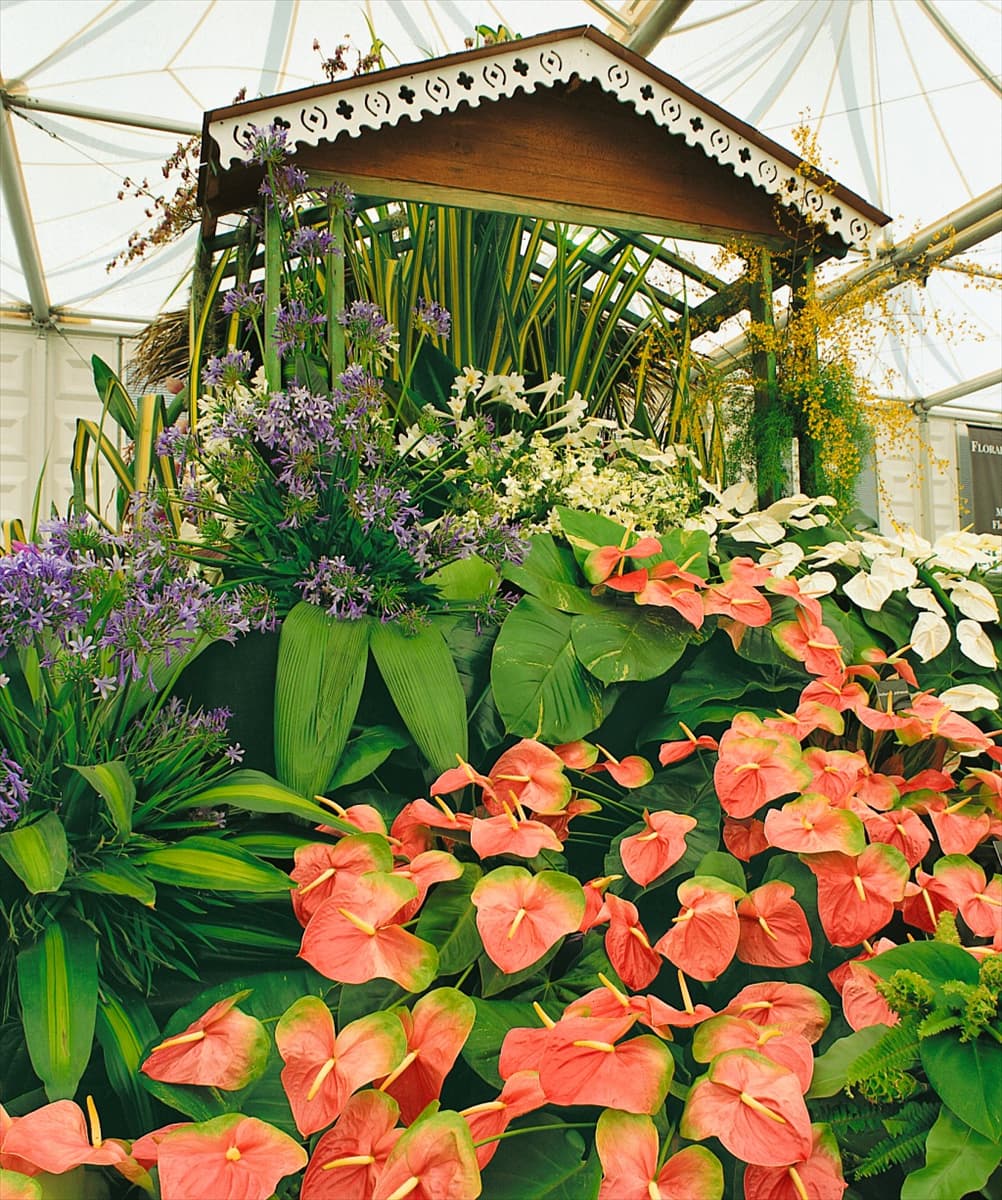 Glashaus mit Anthurium