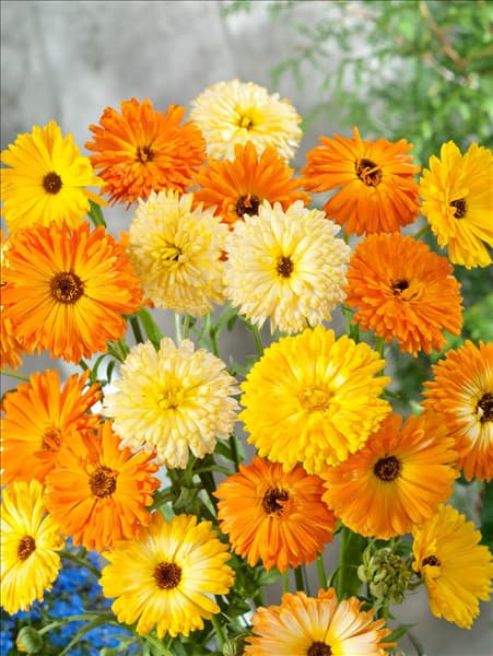 Calendula officinalis Prachtmischung