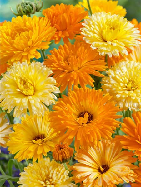 Calendula officinalis Prachtmischung