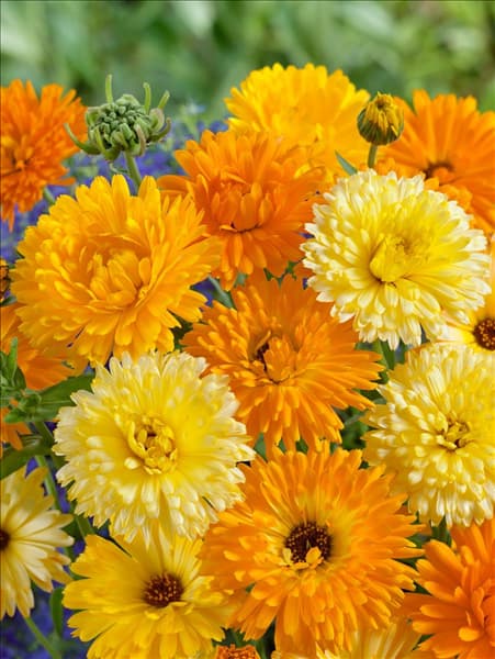 Calendula officinalis Prachtmischung