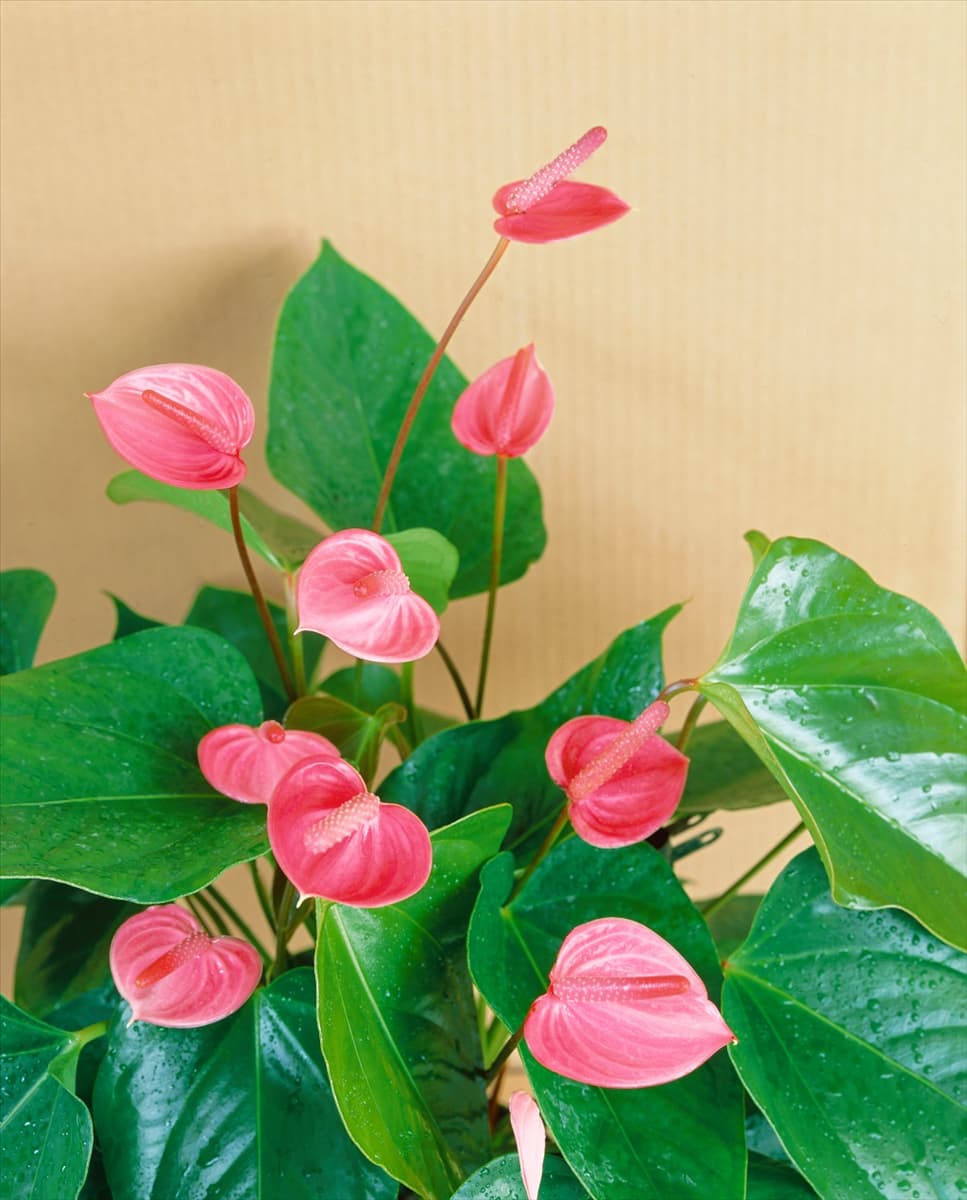 ANTHURIUM ANDREANUM SWEETHEART PINK