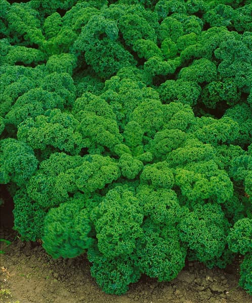 Brassica oleracea var. sabellica Grüner Krauser
