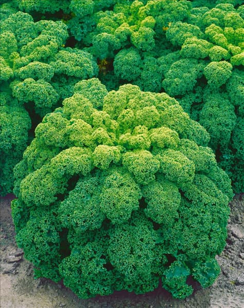 Brassica oleracea var. sabellica Grüner Krauser
