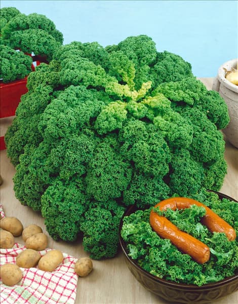Brassica oleracea var. sabellica Green Curled