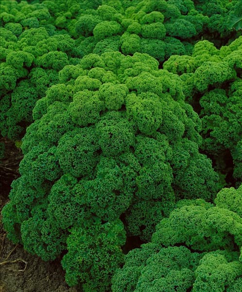 Brassica oleracea var. sabellica Grüner Krauser