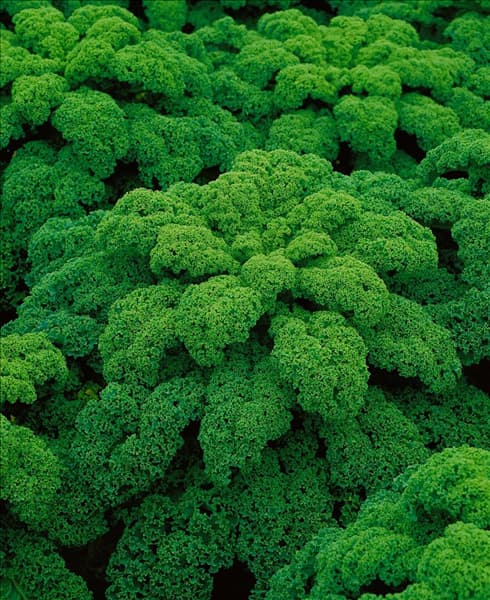 Brassica oleracea var. sabellica Grüner Krauser