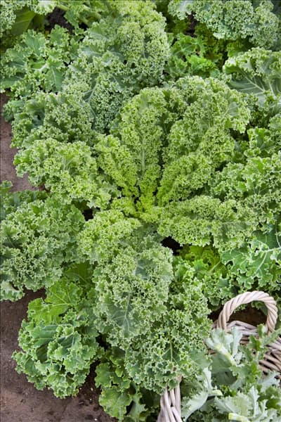Brassica oleracea var. sabellica Grüner Krauser