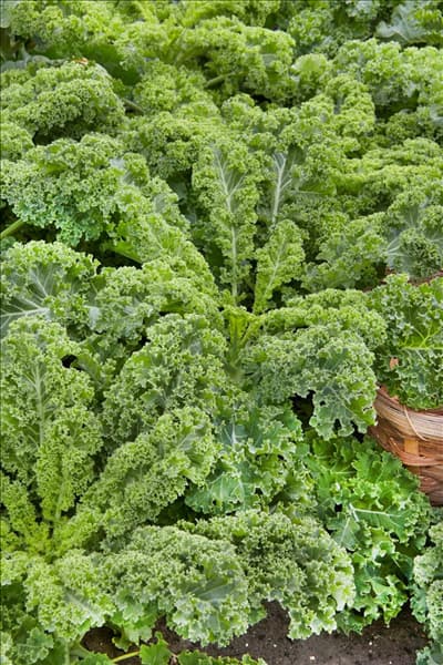 Brassica oleracea var. sabellica Grüner Krauser