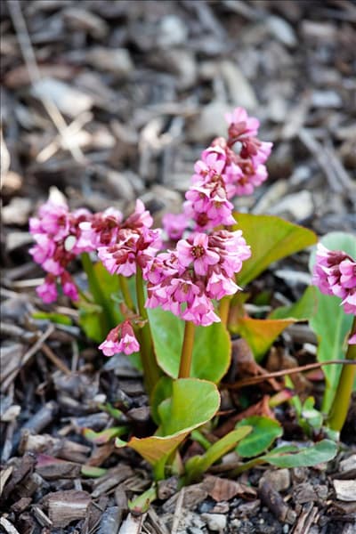 Bergenia cordifolia Eroica