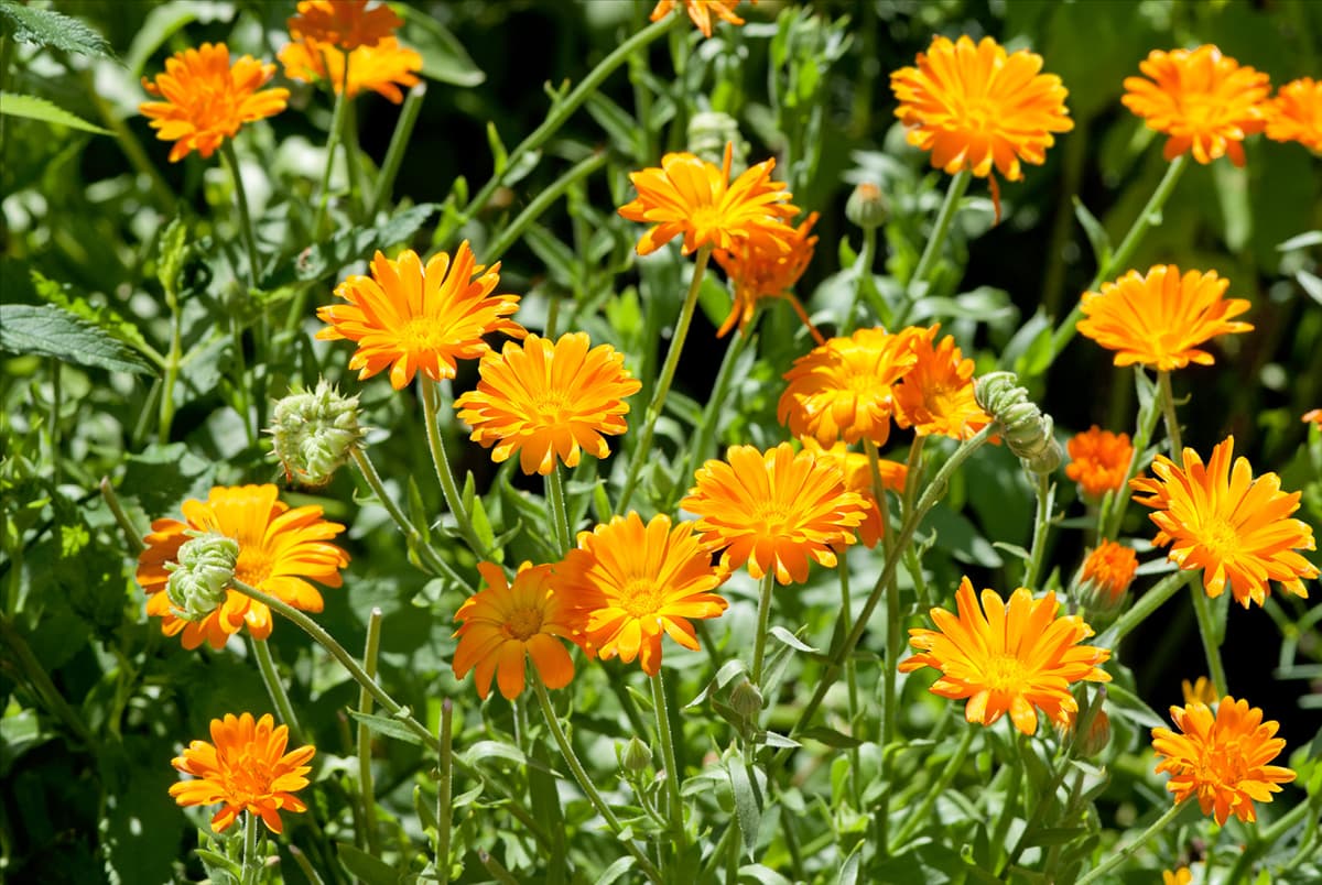 Calendula officinalis Alpha
