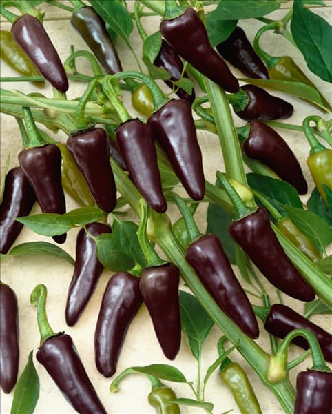 Capsicum Gusto Purple