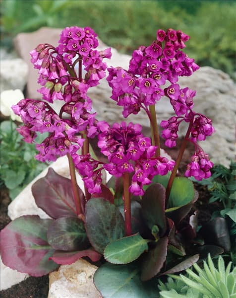 Bergenia cordifolia Eroica